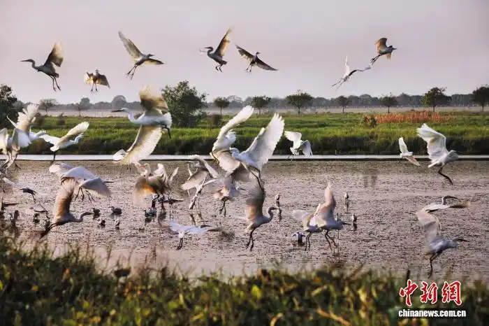 生態(tài)環(huán)境向好 廣東監(jiān)測(cè)到越冬水鳥約12.9萬(wàn)只